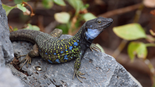Tenerife Lizard