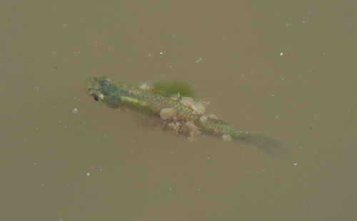 Eastern Mosquitofish