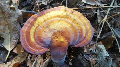 Golden reishi