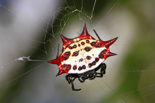 Spinybacked Orbweaver