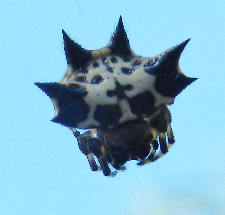 Black-and-white Spiny Spider
