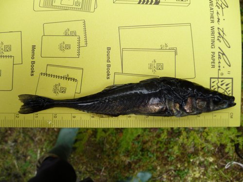 Threespine Stickleback