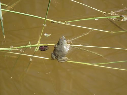 Western Narrow-mouthed Toad