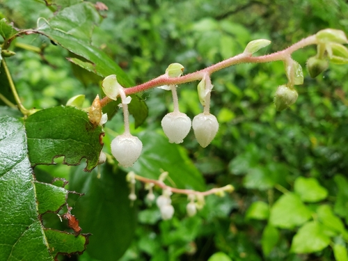 Salal