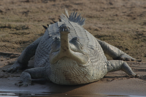Gharial