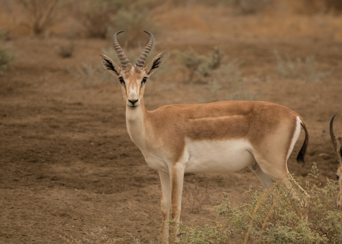 Goitered Gazelle