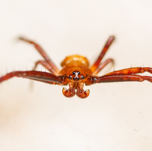 Heptagonal Orbweaver
