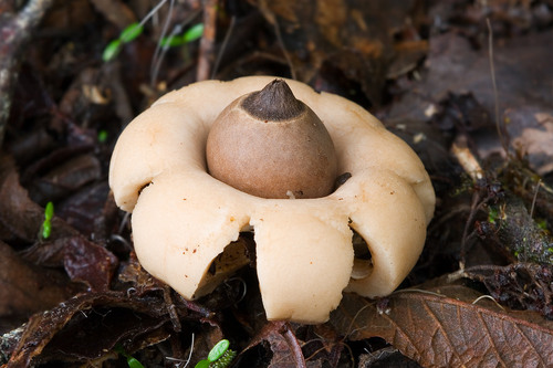 Rounded earthstar