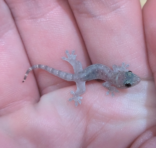 Common Four-clawed Gecko