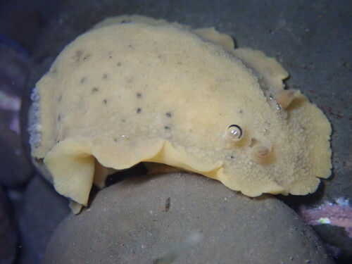 Heath's Dorid