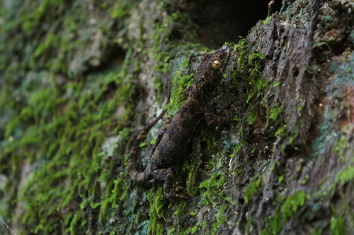 Chinese Narrow-disked Gecko