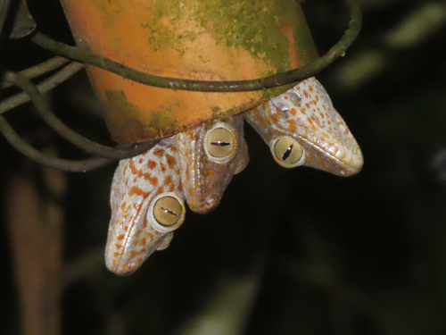 Tokay Gecko