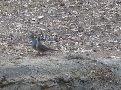 Zebra Dove
