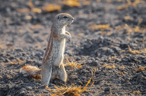 South African Ground Squirrel
