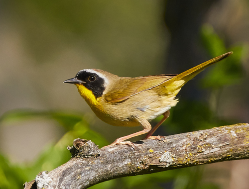 Common Yellowthroat
