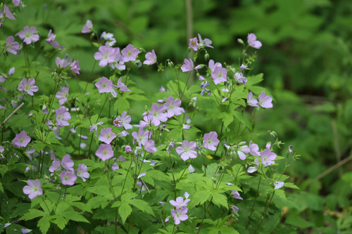 Wild geranium