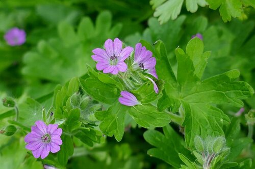Dove's-foot crane's-bill