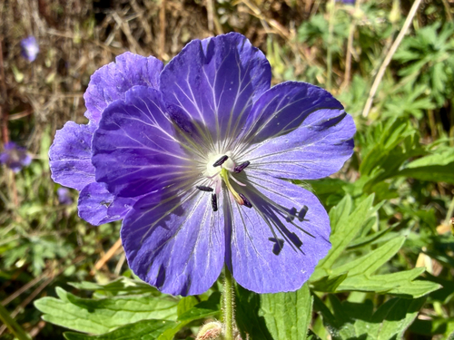 Meadow Crane's-bill