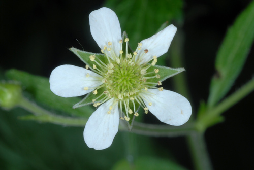 White avens