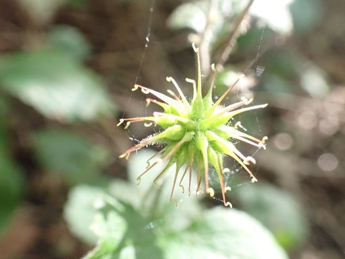 Wood Avens