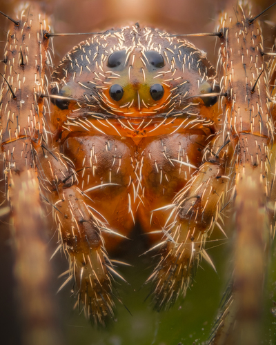 Two-tubercled Orb-web