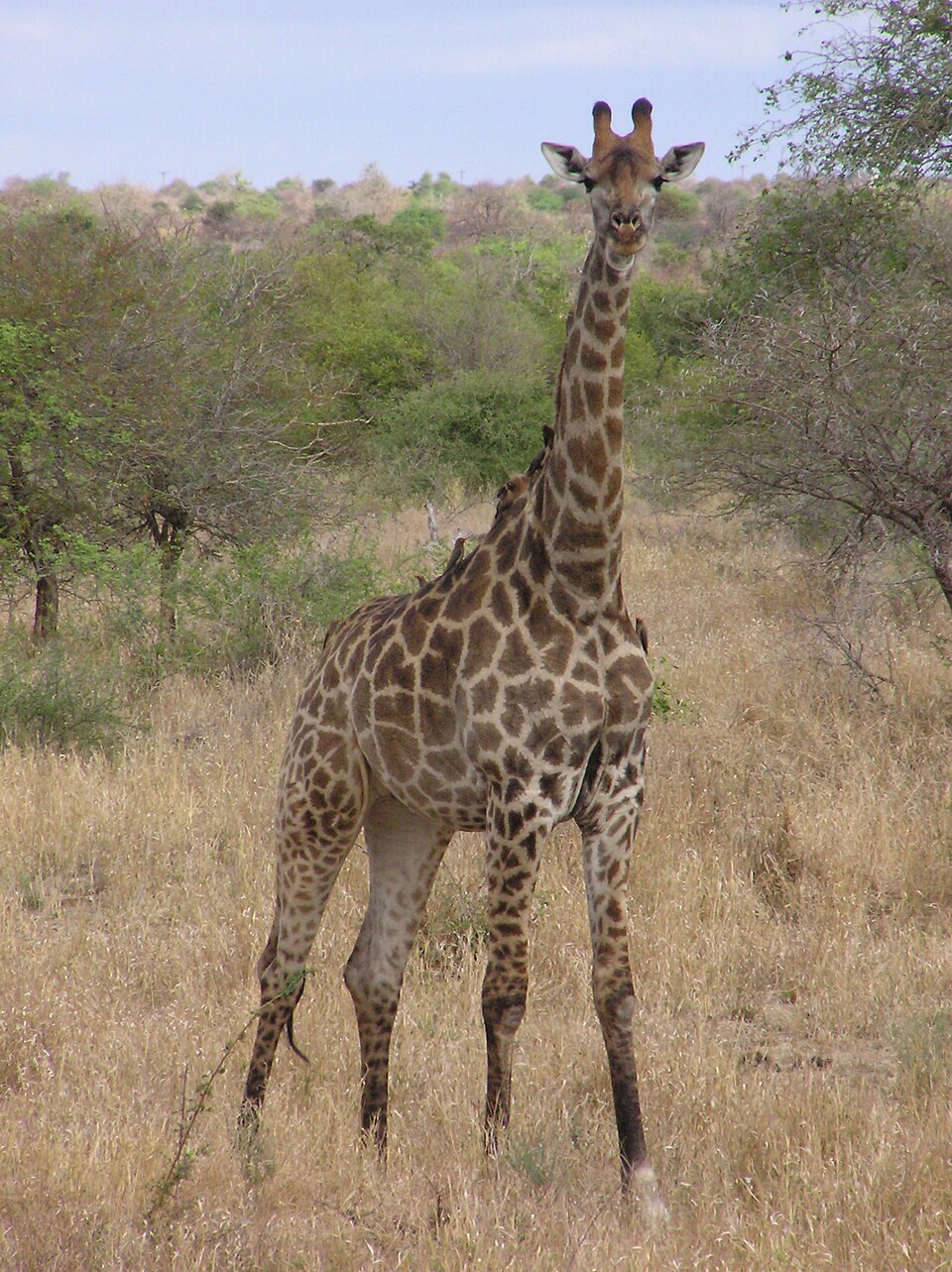 Southern Giraffe