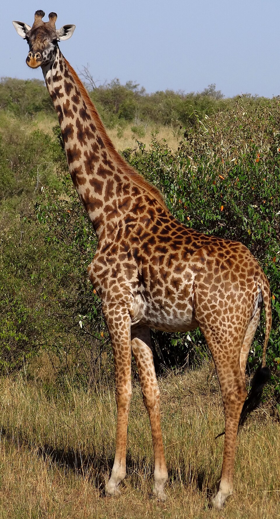 Maasai Giraffe