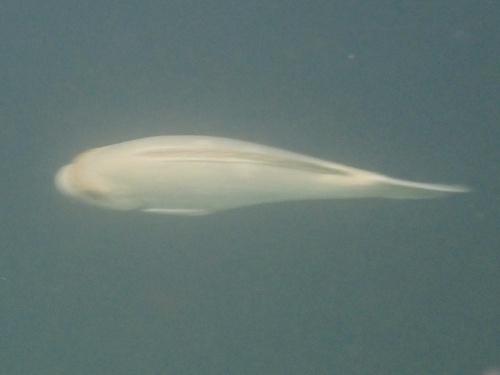 Opaleye