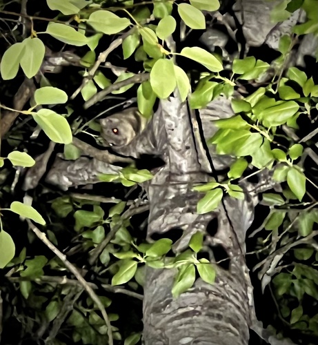 Northern Flying Squirrel