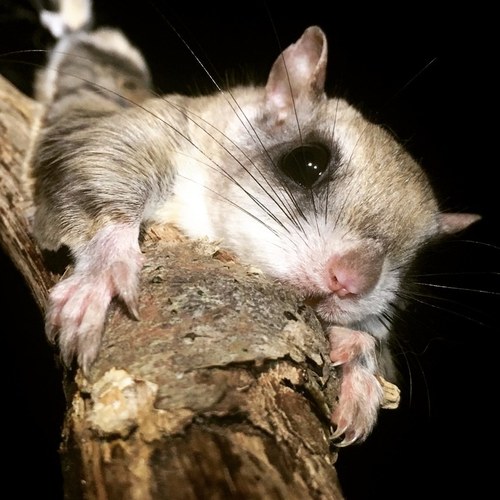 Southern Flying Squirrel