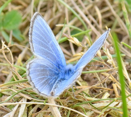 Silvery Blue