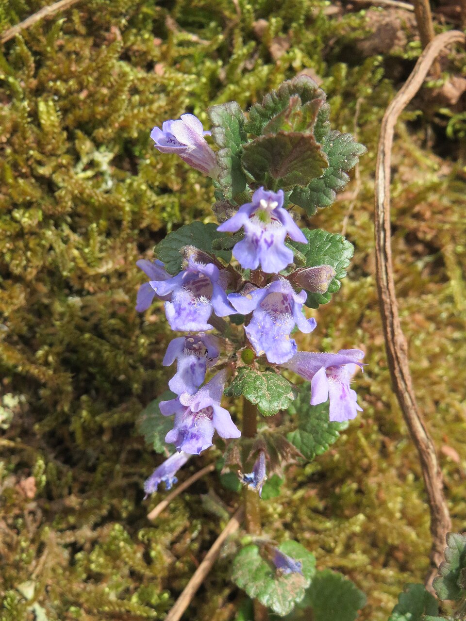 Ground-ivy