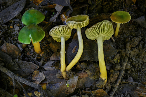 Parrot Mushroom