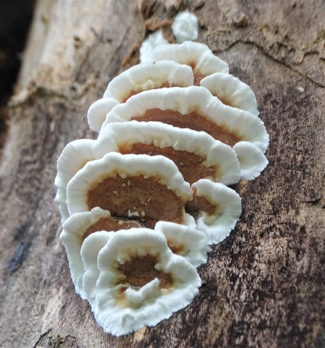 Bicoloured bracket