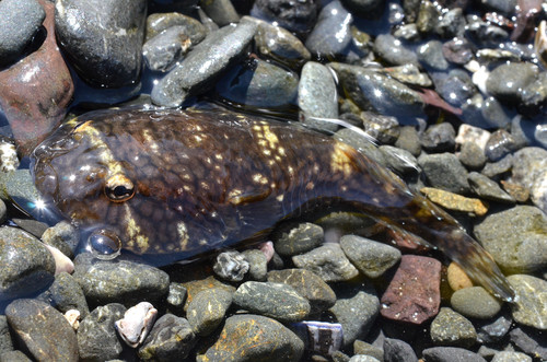 Northern Clingfish