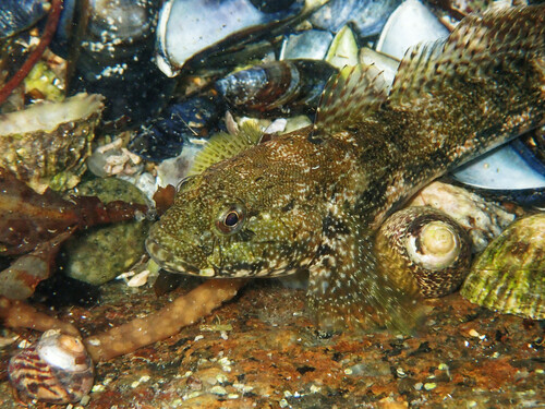 Giant Goby