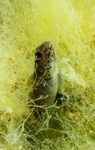 Incognito Goby