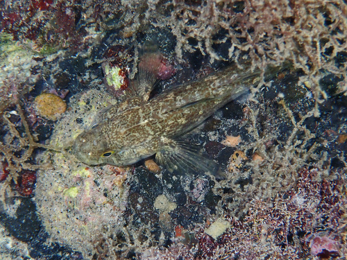 Black Goby