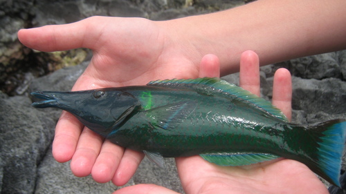 Bird Wrasse