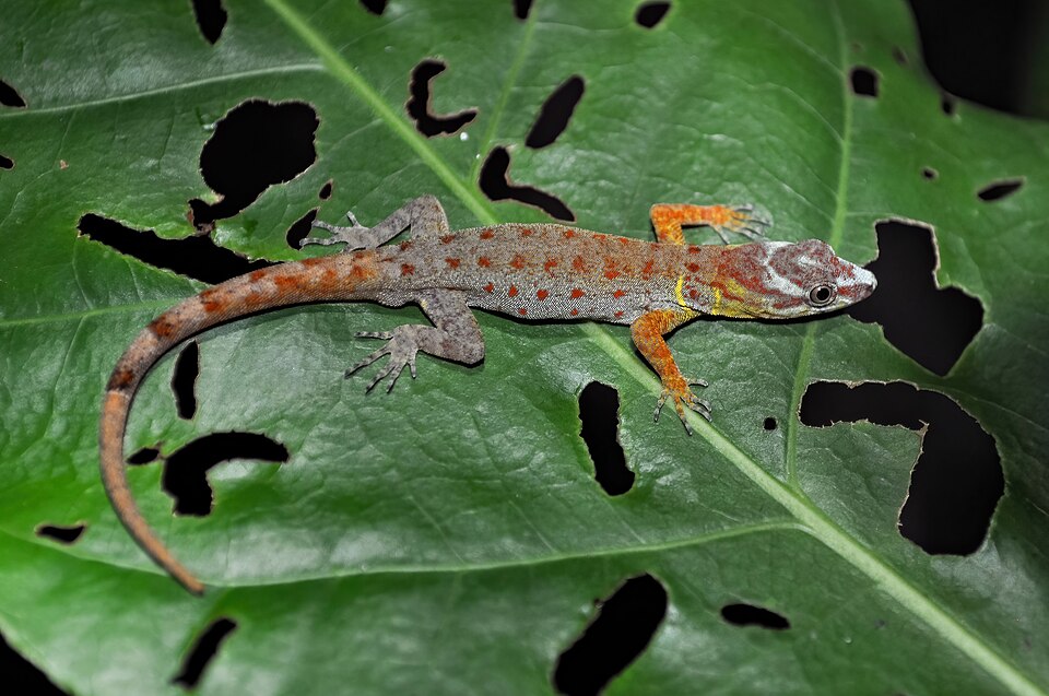 Bridled Forest Gecko