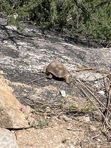 Sonoran Desert Tortoise