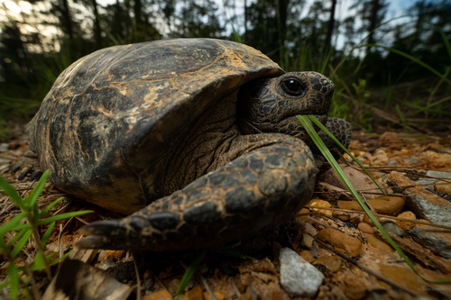 Gopher Tortoise