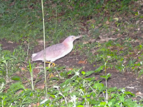 Japanese Night Heron