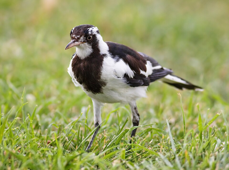 Magpie-lark