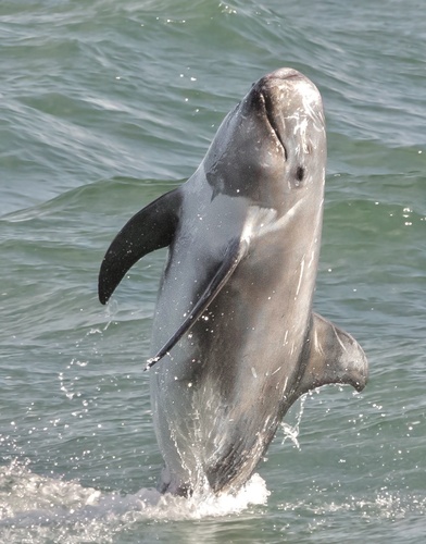 Risso's Dolphin