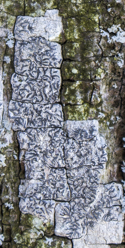 Common Script Lichen