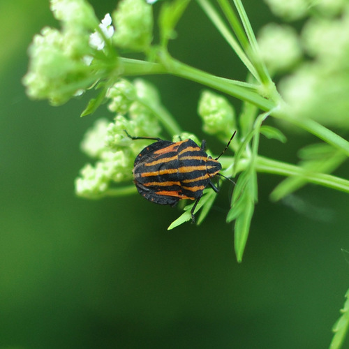 European Striped Shield Bug