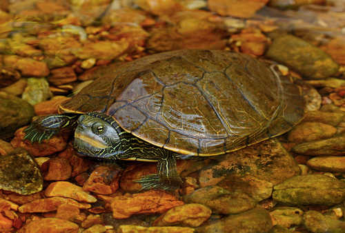 Northern Map Turtle