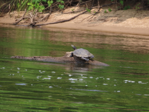 Ouachita Map Turtle