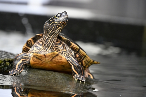False Map Turtle